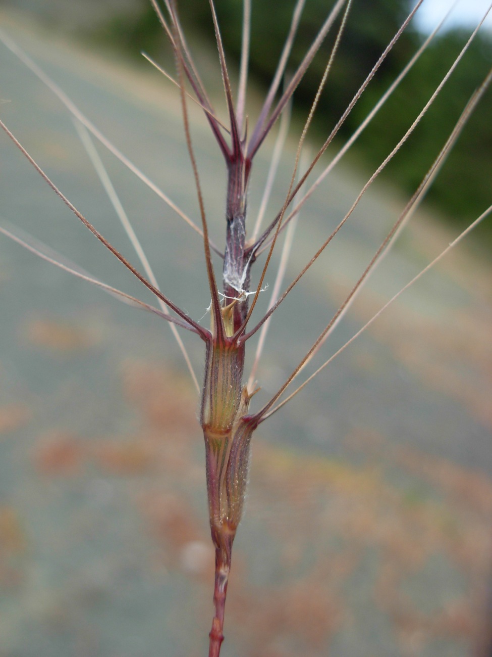 Aegilops triuncialis  (=Triticum triunciale) / Cerere allungata